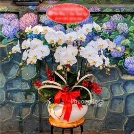 Lan Hồ Điệp Trắng 9 cành Phú Qúy