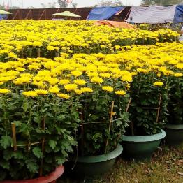 Hoa cúc đại đóa