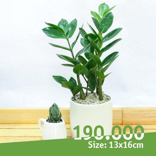 Thumb Cây kim tiền