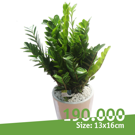 Thumb Cây kim tiền