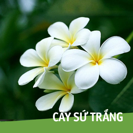Thumb Cây sứ trắng