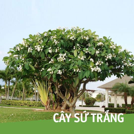 Thumb Cây sứ trắng