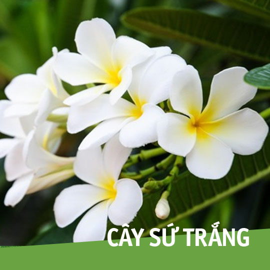 Thumb Cây sứ trắng
