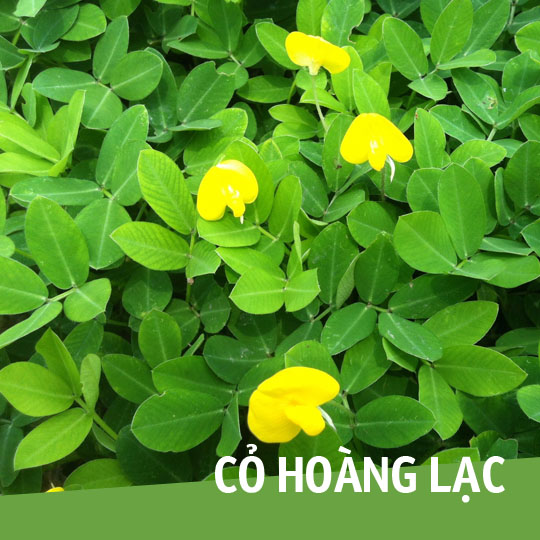 Thumb Cỏ Hoàng Lạc