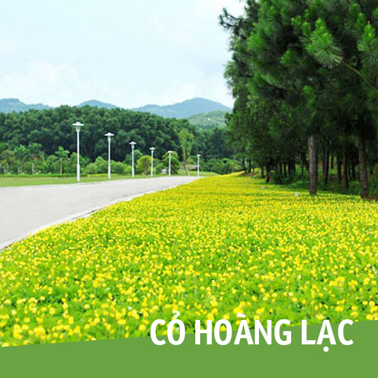 Thumb Cỏ Hoàng Lạc