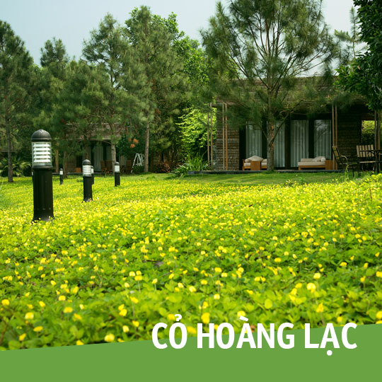 Thumb Cỏ Hoàng Lạc