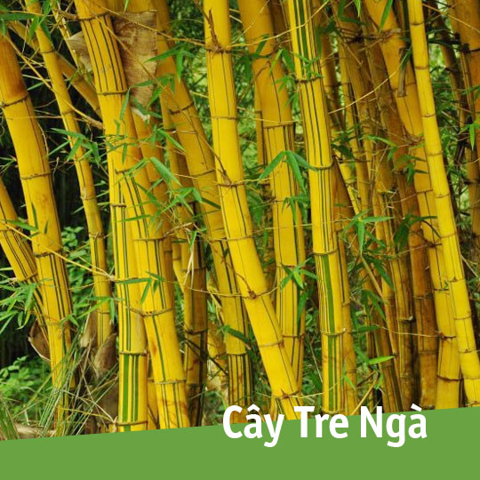 Thumb Cây tre ngà