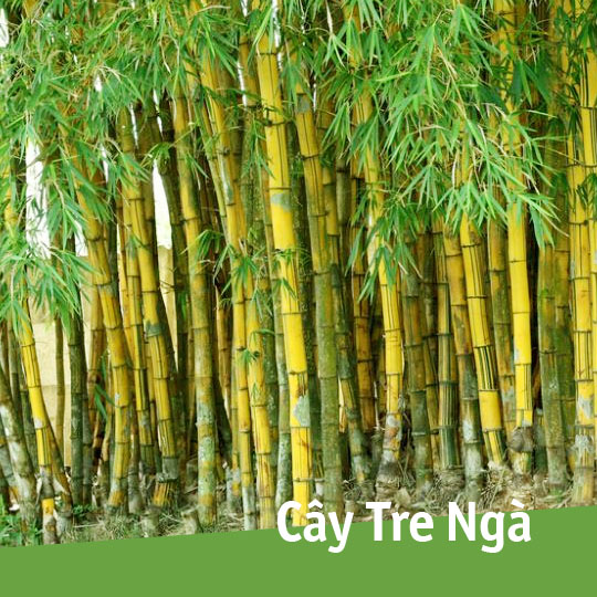 Thumb Cây tre ngà