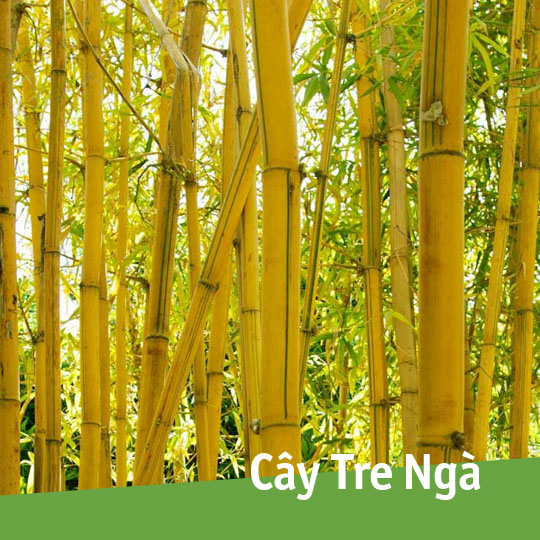 Thumb Cây tre ngà