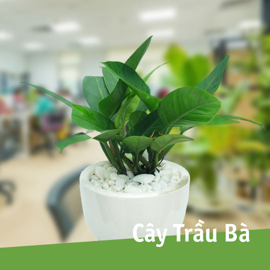Thumb Cây trầu bà