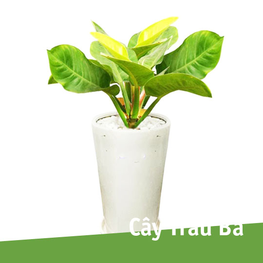 Thumb Cây trầu bà