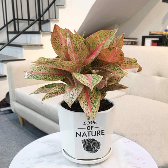 Thumb Cây thịnh vượng