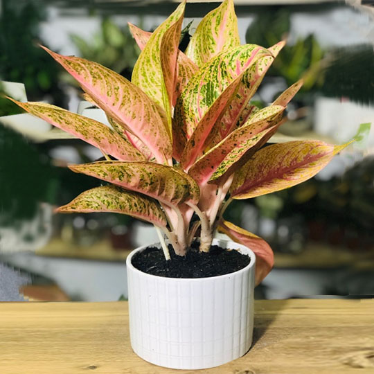 Thumb Cây thịnh vượng