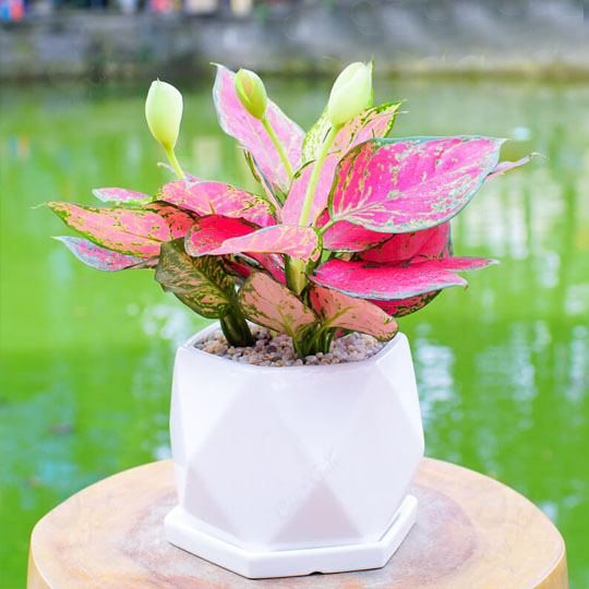 Thumb Cây thịnh vượng