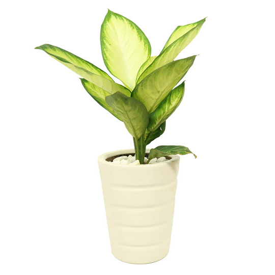 Thumb Cây sao sáng