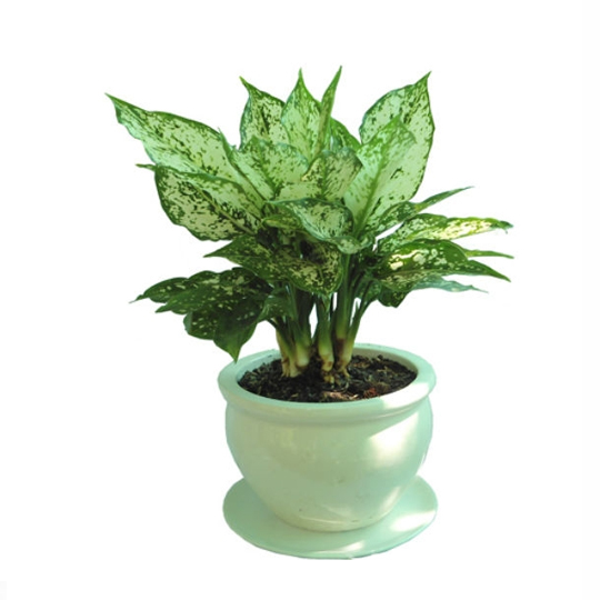 Thumb Cây sao sáng