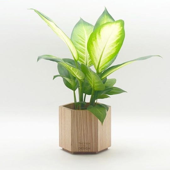 Thumb Cây sao sáng