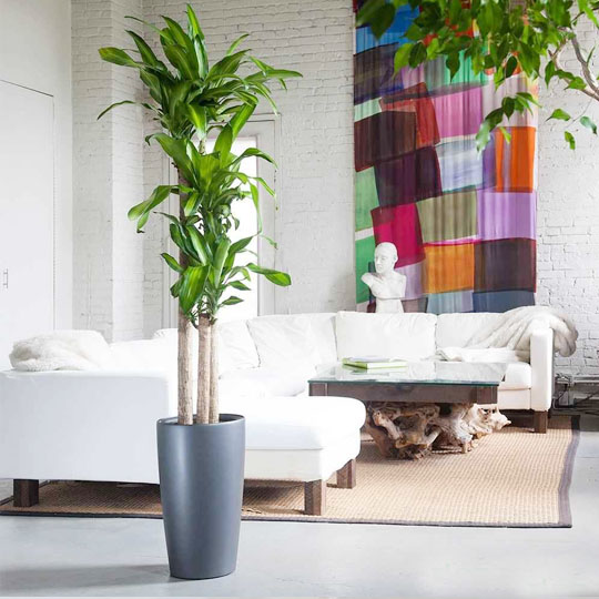 Thumb Cây Thiết Mộc Lan