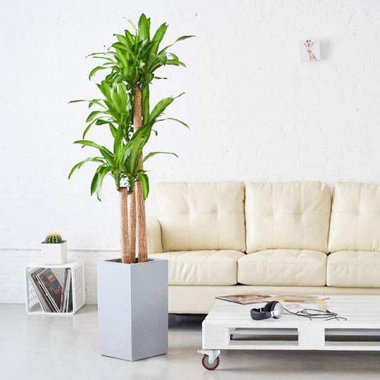 Thumb Cây Thiết Mộc Lan