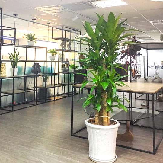 Thumb Cây Thiết Mộc Lan