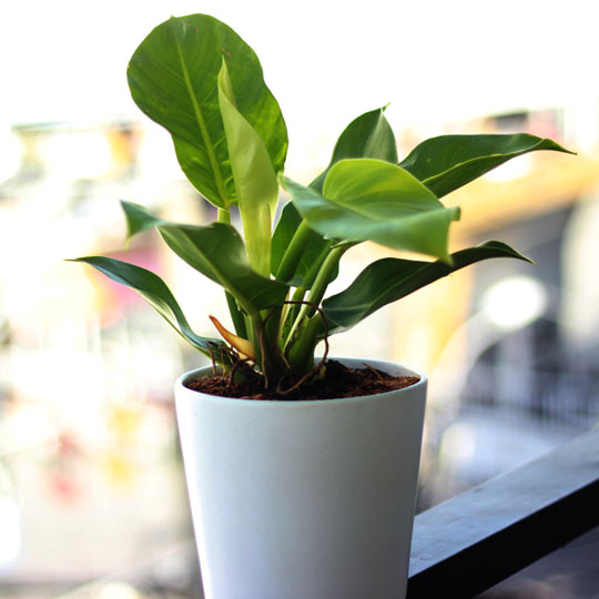 Thumb Cây trầu bà