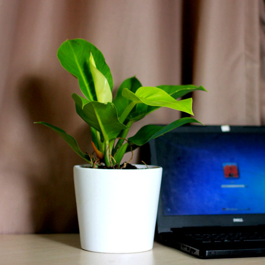 Thumb Cây trầu bà