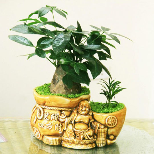 Thumb Cây kim ngân