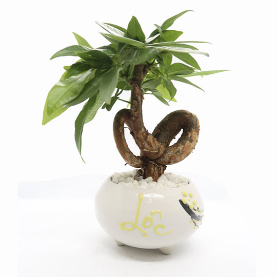 Thumb Cây kim ngân