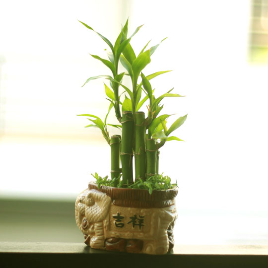 Thumb Cây Phát Lộc
