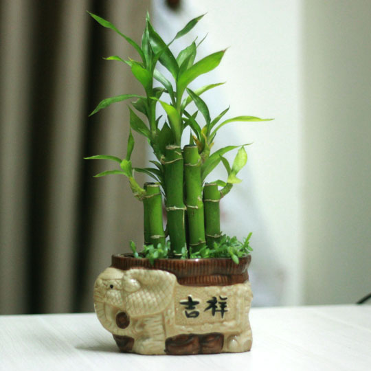 Thumb Cây Phát Lộc