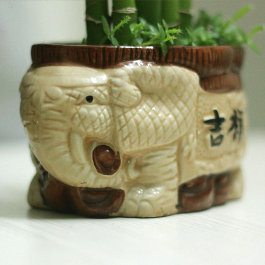 Thumb Cây Phát Lộc