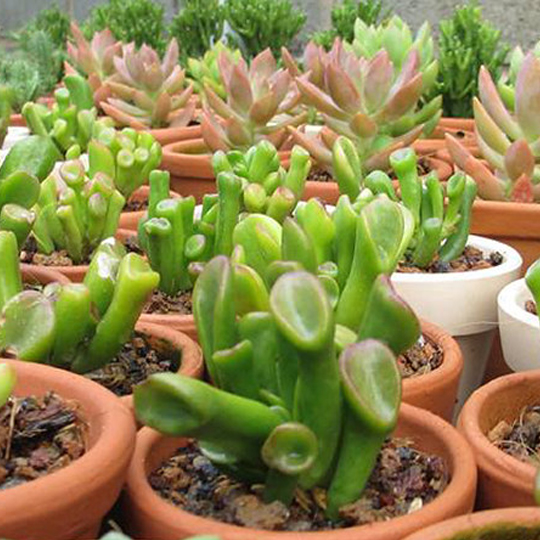 Thumb Sen đá ống điếu