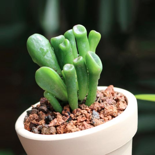 Thumb Sen đá ống điếu