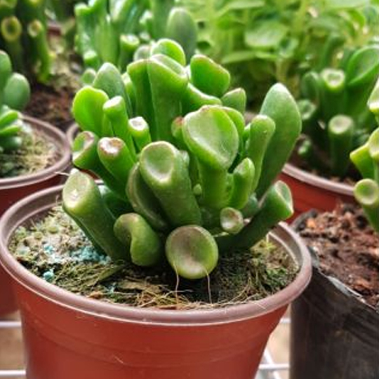 Thumb Sen đá ống điếu