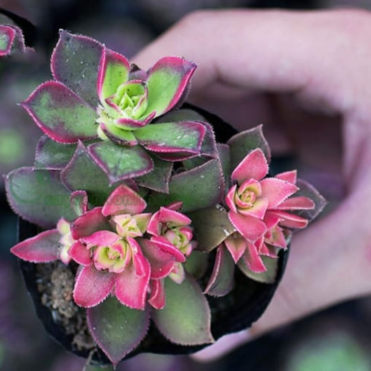 Thumb Sen đá ba màu