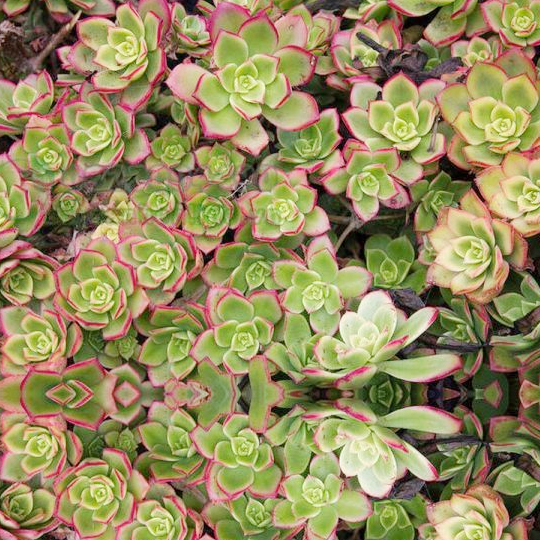 Thumb Sen đá ba màu