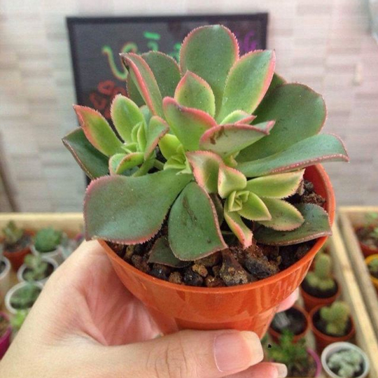 Thumb Sen đá ba màu