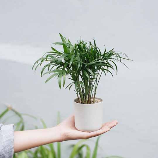 Thumb Cau tiểu trâm