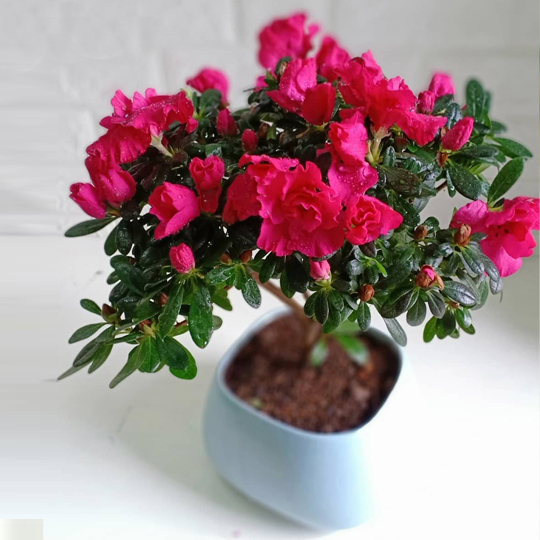 Thumb Cây hoa đỗ quyên