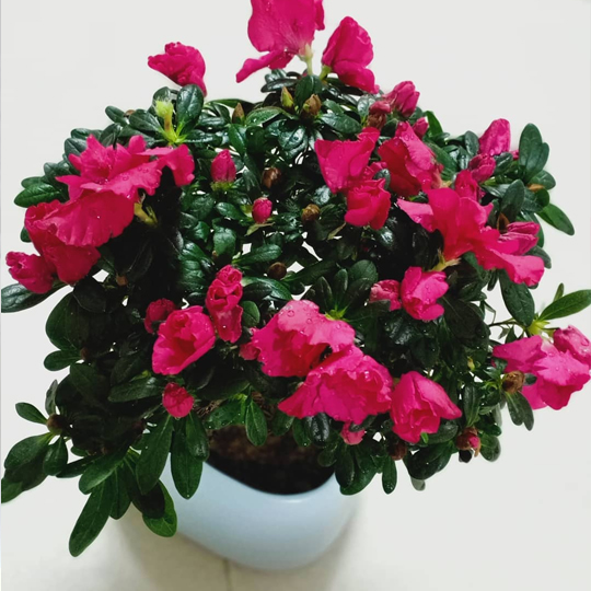 Thumb Cây hoa đỗ quyên