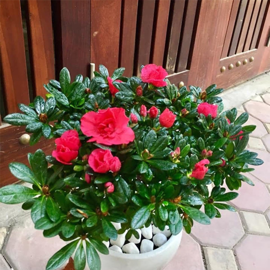 Thumb Cây hoa đỗ quyên