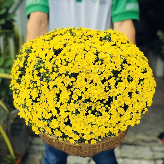 Thumb Hoa cúc mâm xôi