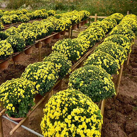 Thumb Hoa cúc mâm xôi