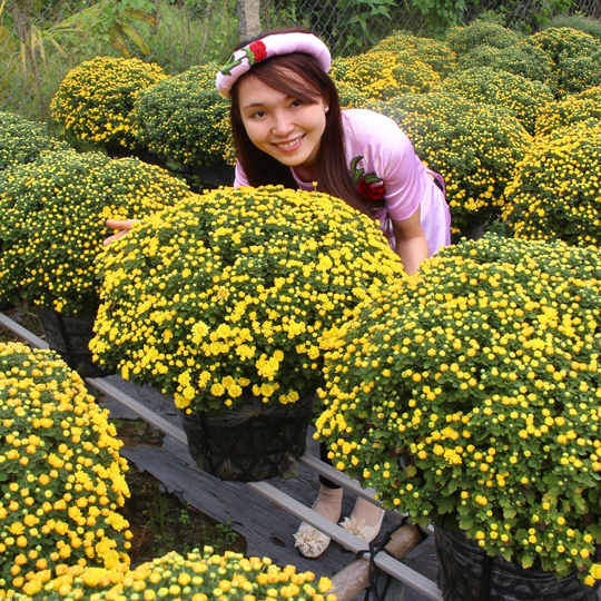 Thumb Hoa cúc mâm xôi