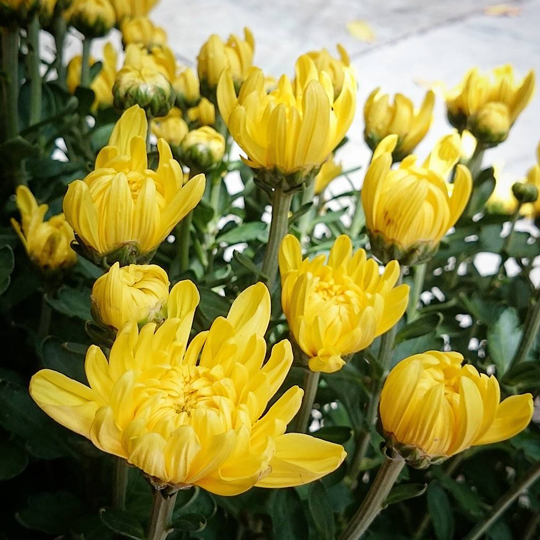 Thumb Hoa cúc đại đóa