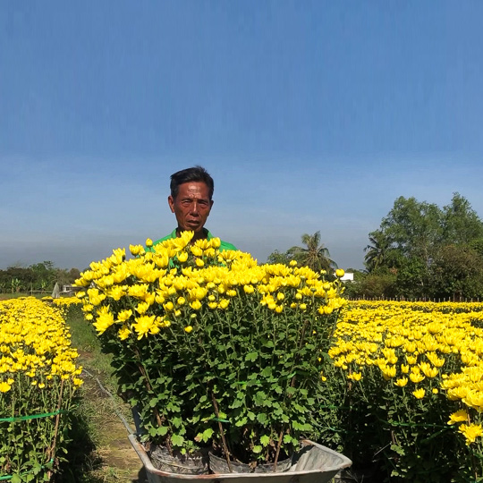 Thumb Hoa cúc đại đóa