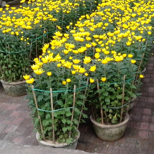 Thumb Hoa cúc đại đóa